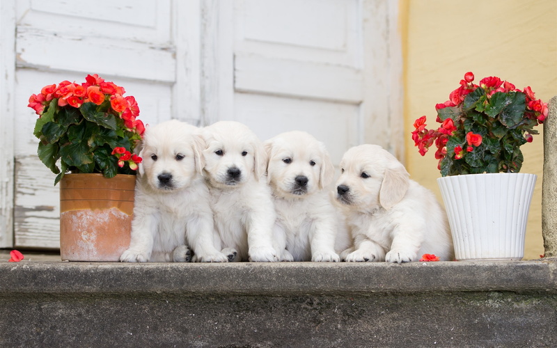 retriever, 2K, Four, light, Flowers, Begonia, puppies, golden, Dogs