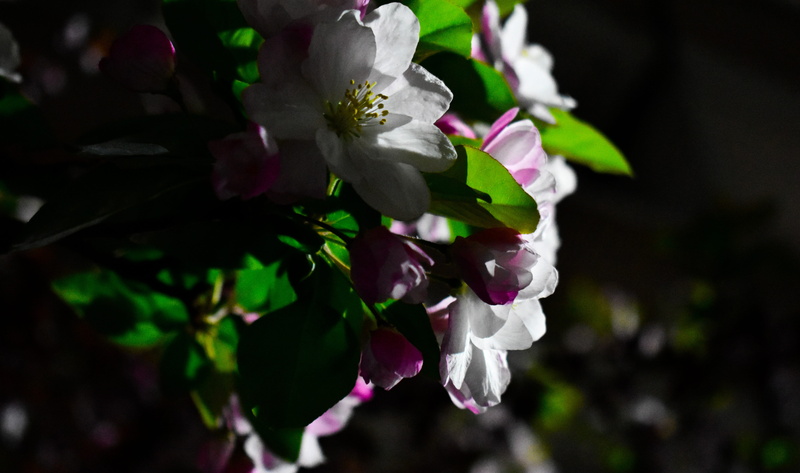 beautiful, nature, flowers, no people, beauty in nature, flower, flower head, 5K, petal, springtime, blossom, plant, vulnerability, freshness, light, begonia
