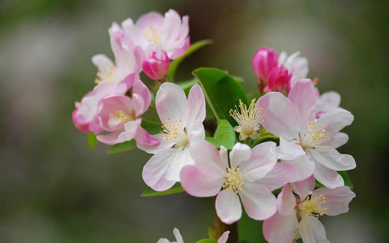day, growth, inflorescence, blooming, petaled, nature, petal, flower head, cherry tree, pollen, begonia, no people, flower, flowering plant, widescreen