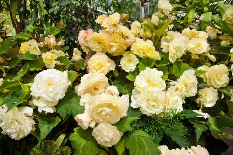 flowers, begonia, 5K