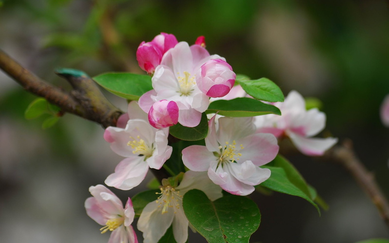 growth, cherry tree, leaf, flowers, widescreen, cherry blossom, fragility, hd, springtime, focus on foreground, flower, flowering plant, vulnerability