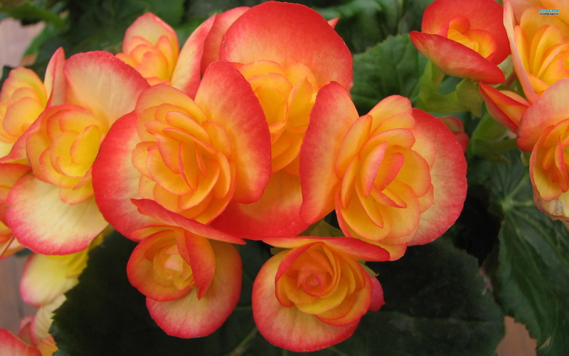 begonia, exquisite, pink, flower, orange, flowers, 2K, nature and landscapes, white, petaled, spring, pretty