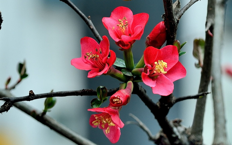 growth, vulnerability, focus on foreground, day, fragility, inflorescence, plant, springtime, close-up, bloom, 1080P, outdoors, spring, nature