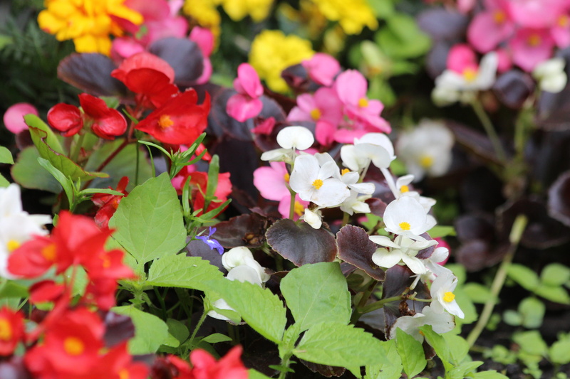 gardening, beauty in nature, no people, growth, flowering plant, petal, flower, begonia x semperflorens-cultorum, bright, flower bed, summer, colorful