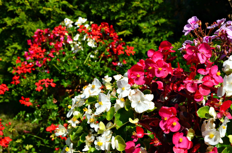 fragility, inflorescence, outdoors, freshness, growth, plant, beauty in nature, vulnerability, lantana, bunch of flowers, 4K, springtime, flowerpots, flowering plant