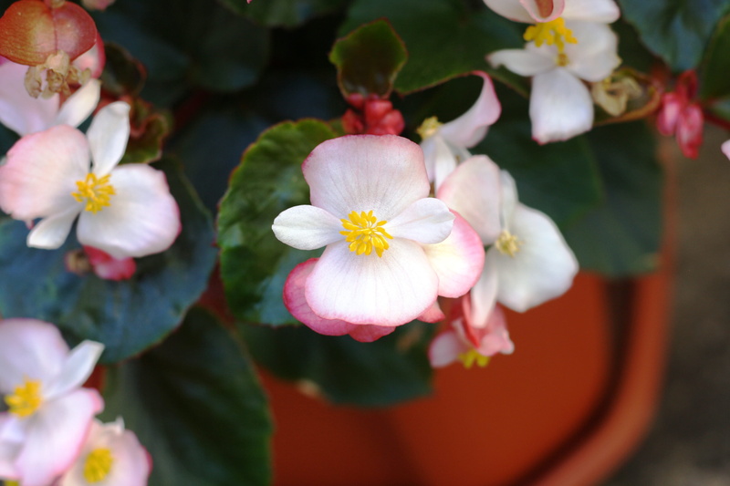 plant part, begonia, no people, vulnerability, begonia blanca y rosa, pollen, flor blanca, 4K, petal, flor blanca y rosa, freshness, close-up, day, white and pink plant