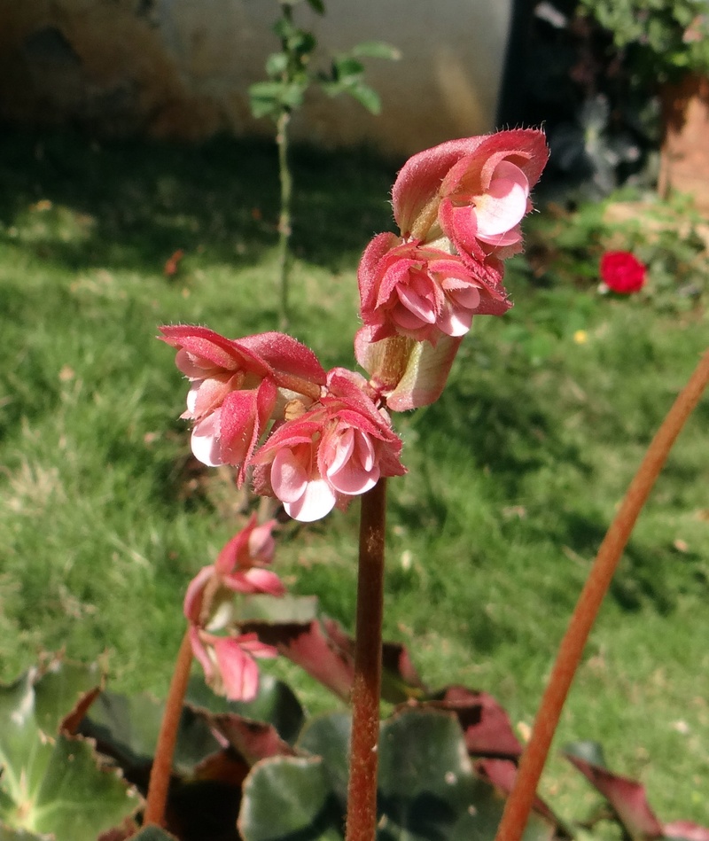 close-up, india, begonia, nature, fragility, dharwad, plant stem, botany, pink, day, beauty in nature, petal, freshness, flower head, no people, flowering plant