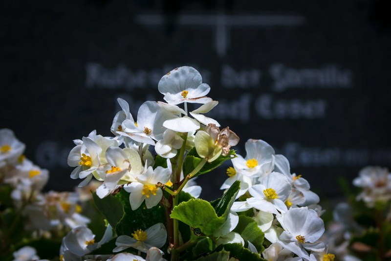 day, white color, inflorescence, nature, flowering plant, beauty in nature, no people, outdoors, fragility, tombstone, ice begonia, springtime, vulnerability