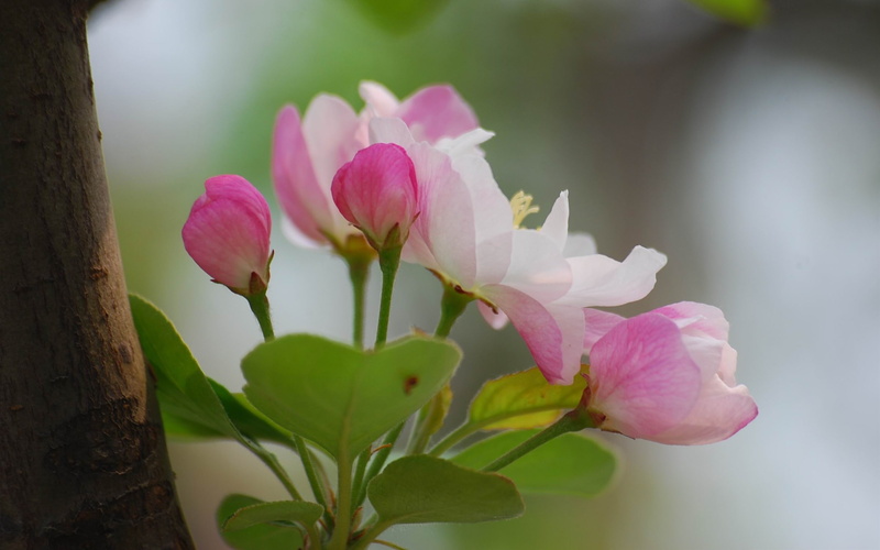 flower head, blooming, fragility, inflorescence, no people, plant, hd, leaf, begonia, apple, pink color, flowers, 2K, blossom, springtime, flowering plant