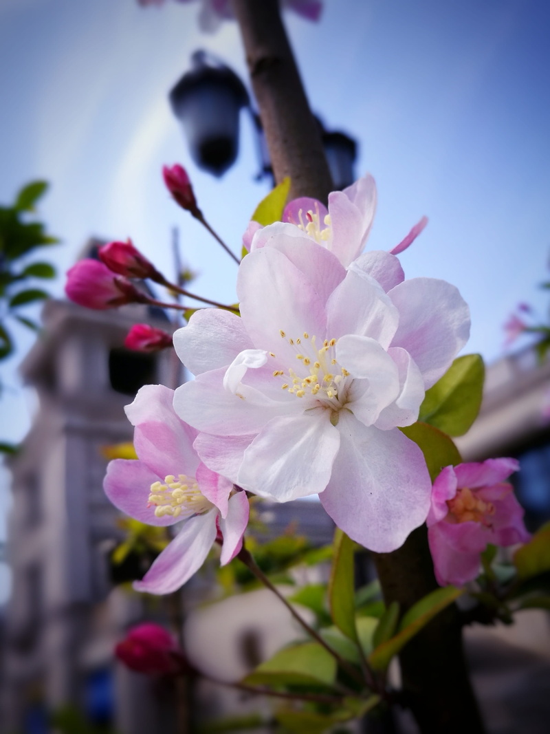 outdoors, pink color, springtime, petal, flower head, beauty in nature, vulnerability, cherry wood, cherry tree, tree, cherry blossom, branch, flower, nature