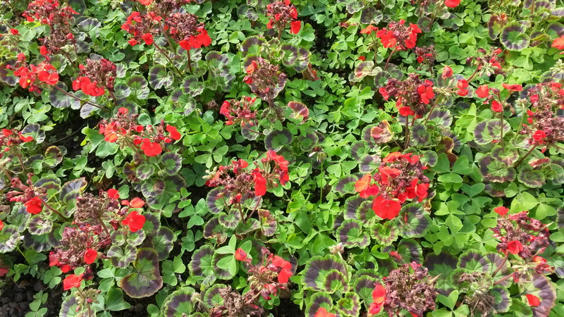 summer, 2K, outdoors, day, field, flower head, growth, freshness, high angle view, fragility, vulnerability, begonias, green color, flowering plant, garden