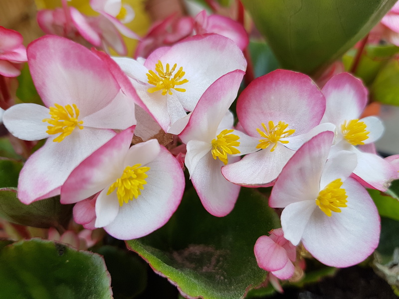 nature, flowers, springtime, close-up, vulnerability, bunch of flowers, begonia, freshness, fragility, flower, plant, outdoors, orchid, pollen, beauty in nature