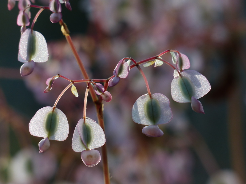 vulnerability, flower, focus on foreground, food, begonia, shrub begonia, 4K, flowering plant, hanging, skew sheet plant, beauty in nature, freshness