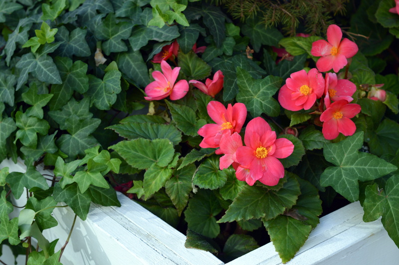 garden, begonia tuber, pink, high angle view, close-up, pink flower, nature, no people, growth, leaf, decorative, begonia flowers, beauty in nature, freshness