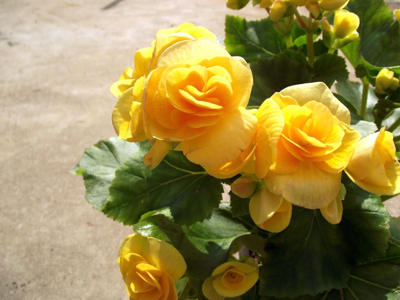 day, yellow flower, yellow, rose - flower, high angle view, focus on foreground, no people, inflorescence, flower head, outdoors, bouquet, flowering plant