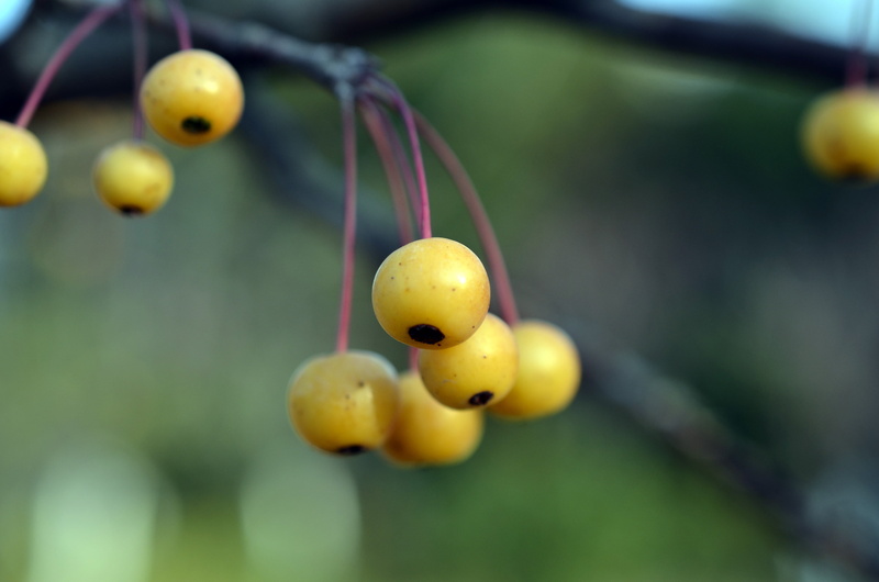 nature, crab apples, focus on foreground, selective focus, close-up, ripe, asia, 4K, food, tree, wellbeing, growth, cherry apple, plant, freshness, food and drink