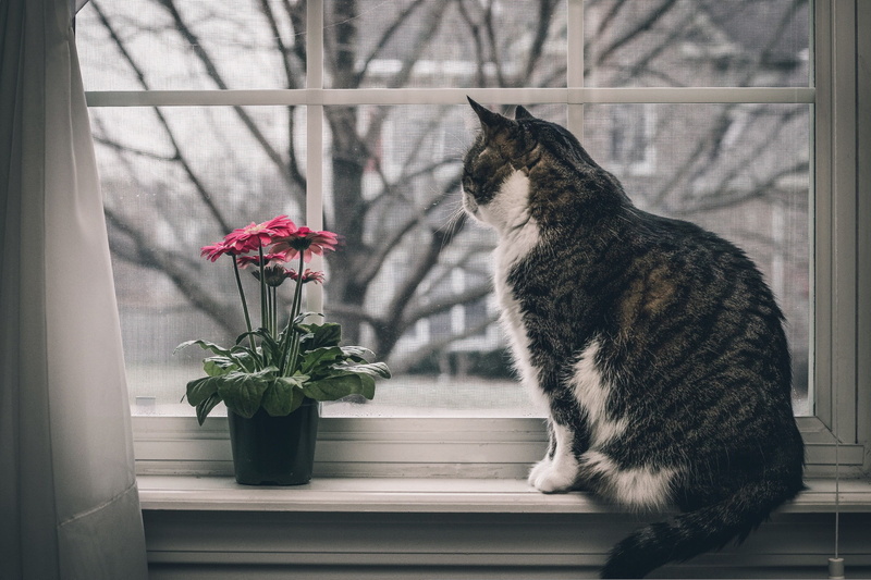 mammal, feline, no people, nature, cat, window sill, domestic animals, window, potted plant, flowering plant, vertebrate, 2K, flowers, pets, domestic cat