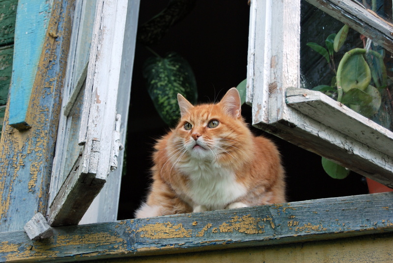 domestic, window sill, looking at camera, feline, orange, flowers, vertebrate, animal themes, wood - material, pets, domestic Animals, one animal, white