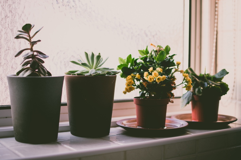 sill, leaf, window sill, fragility, houseplant, house, flower pot, no people, plants, nature, flower arrangement, glass, flowers, vase, home, window, flowering plant