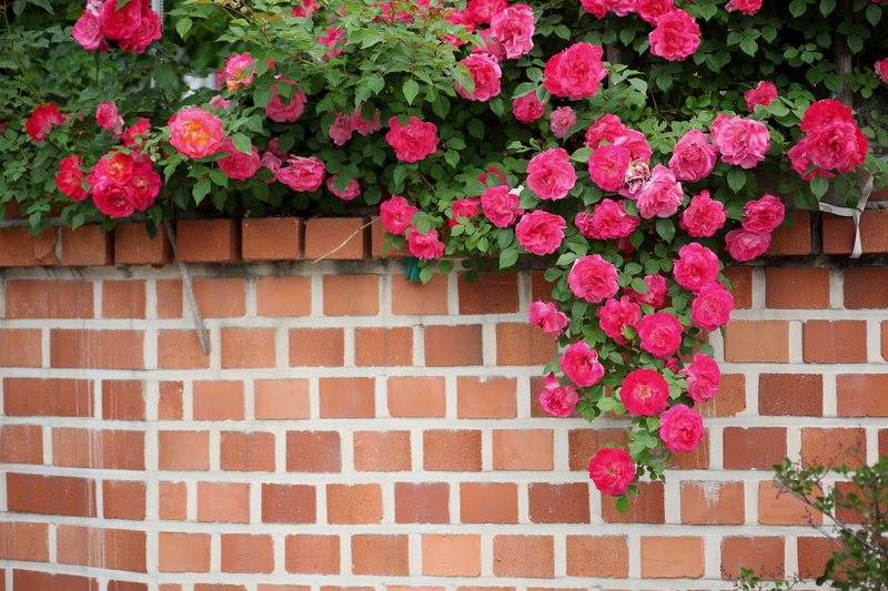 plant, beauty in nature, no people, freshness, flowering plant, plants, outdoors, growth, window box, house, 5K, fragility, flower, brick, wall, vulnerability