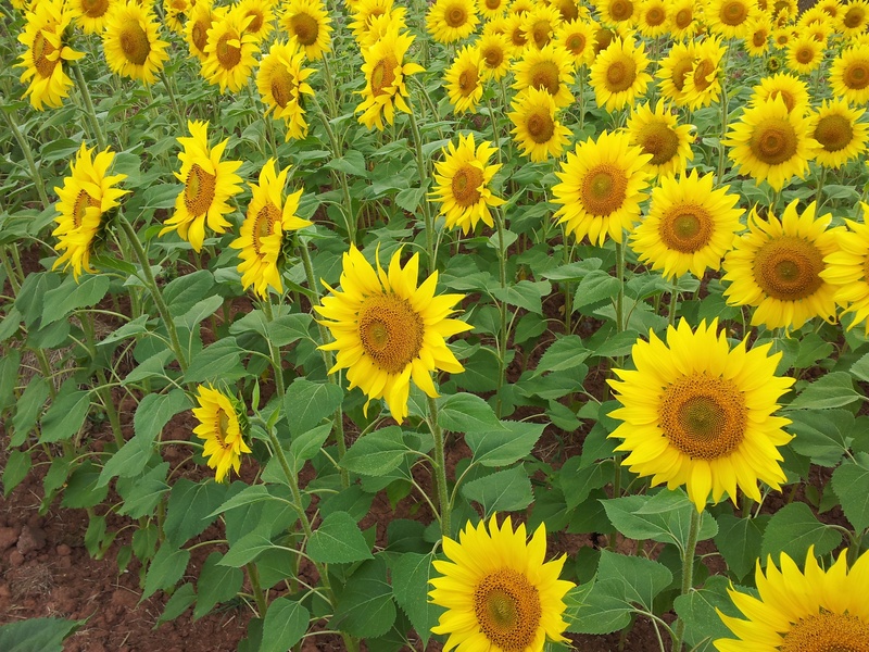 2K, beauty in nature, yellow, flower head, summer, petal, pollen, girasol, sunflowers, plant, growth, day, high angle view, land, nature, inflorescence