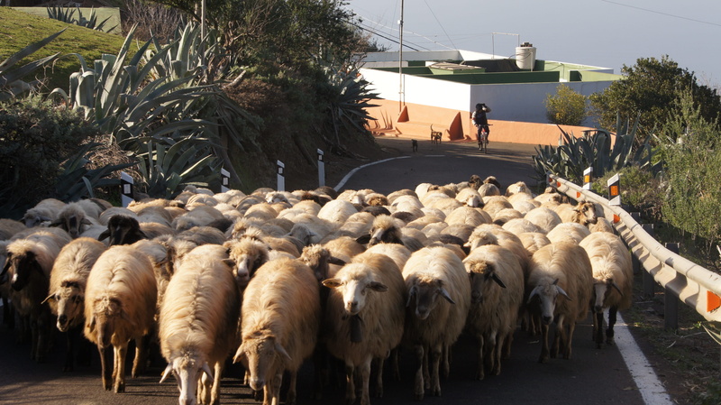 animal, countryside, tree, herd, outdoors, mammal, group of animals, animal themes, flock of sheep, no people, shepherd, sheep, domestic, 4K, pets, rural