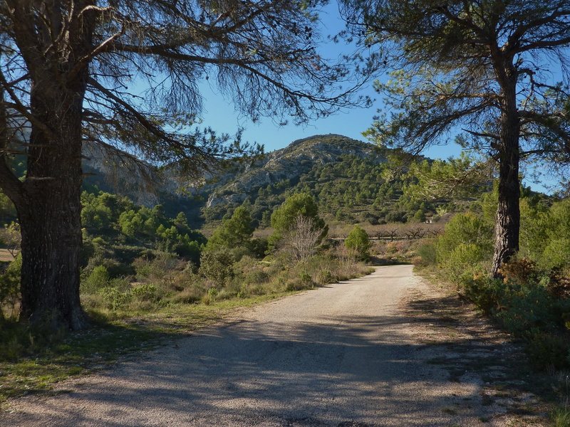 transportation, plant, pine, travel, tree, mountain, nature landscape, sky, diminishing perspective, shadow, beauty in nature, no people, tranquil scene