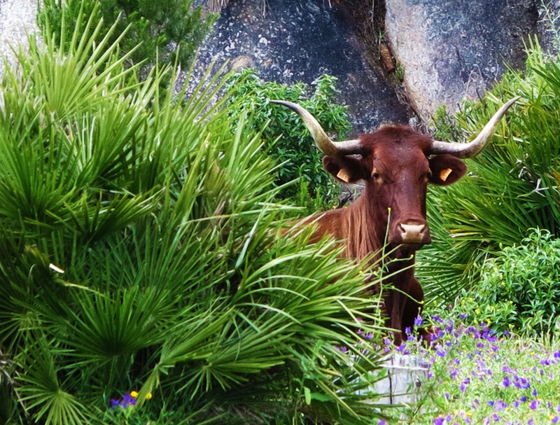 domestic cattle, rural Scene, farm animals, brown, mammal, pets, rural, horned, legged, herbivorous, livestock, 2K, animal, ranch, bush, domestic, grass
