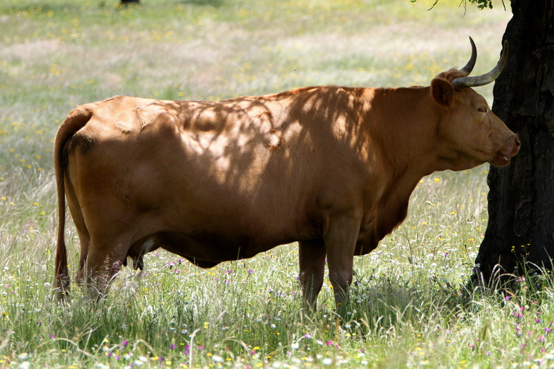 herbivorous, tree, grazing, nature, plant, extremadura spain, livestock, pasture, animal, mammal, spring, domestic animals, extremadura, field, meadow