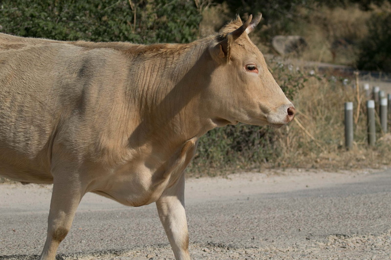 manzanares spain, cow, standing, herbivorous, bovine, face, agriculture, land, pets, 4K, animal, rural, mammal, day, livestock, cattle, one animal, focus on foreground