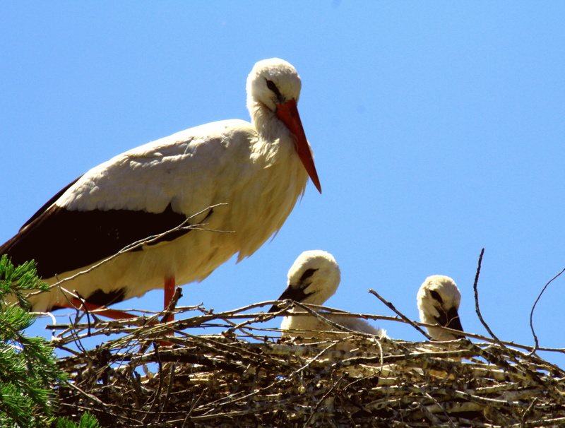 chicks, sky, nestling, beak, clear sky, young, animal themes, rural, vertebrate, plant, nest, animal, baby, outdoors, stork, nature, no people, bird, blue