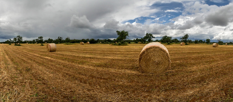 subsistence, straw, 2K, hay, grass, clouds, environment, nature, wild field, tree, rural area, sky, rural scene, rural road, outdoors, farm, crop, cultivation