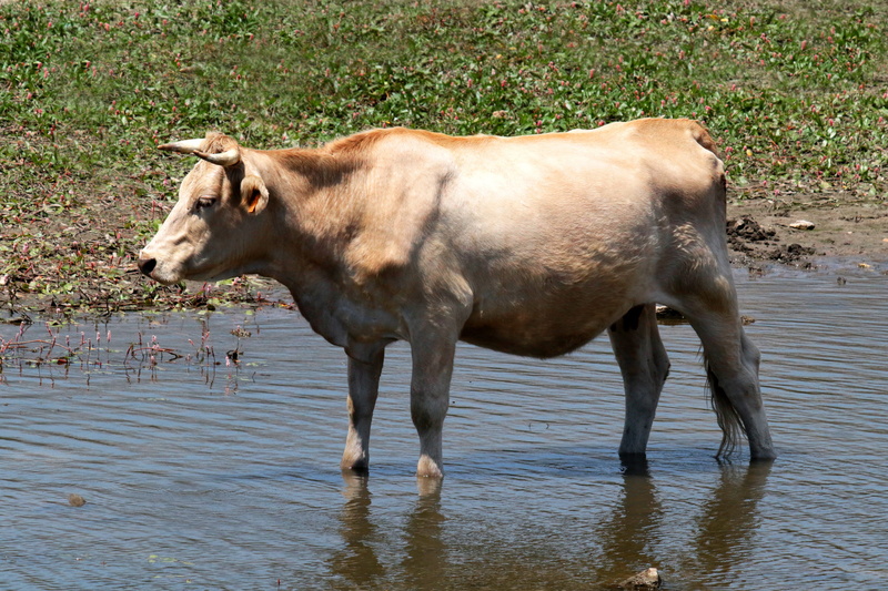 standing, rural, agriculture, madrid, lake, one animal, livestock, vertebrate, animal, 4K, wading, side view, domestic animals, day, domestic, farm, milk