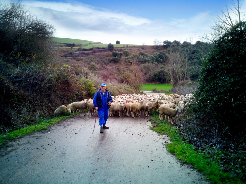 rear view, real people, domestic, leisure activity, men, 4K, outdoors, livestock, road, full length, sky, pets, lifestyles, la rioja, Flock, mammal, vertebrate