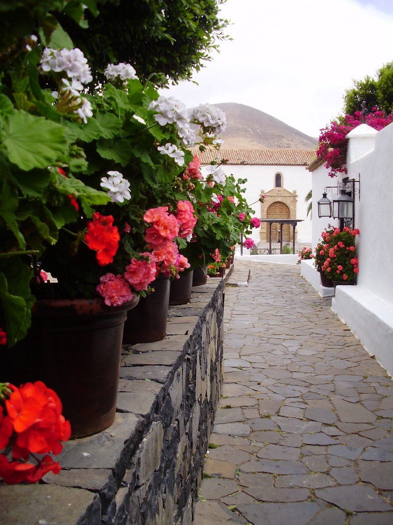 fragility, cathedral, building, footpath, betancuria, flower head, santa, flower pot, beauty in nature, flowering plant, growth, architecture, fuerteventura