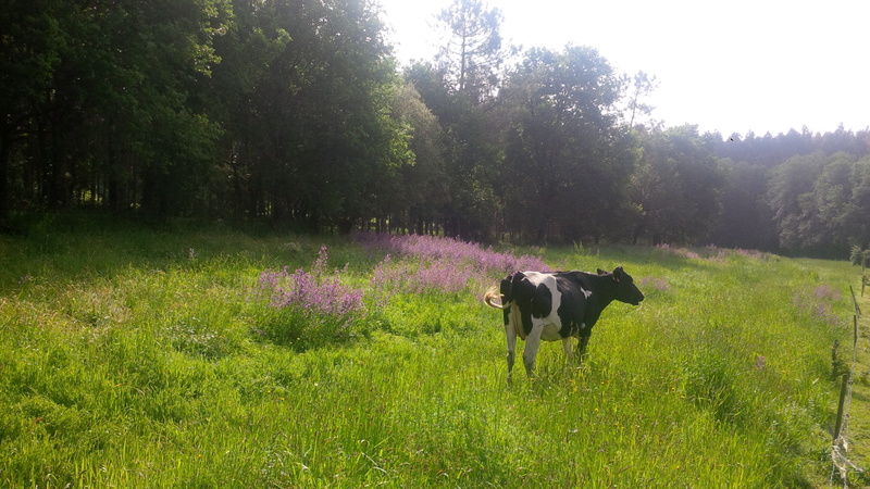 outdoors, field, grass, holstein, cow, farmer, golada, rose flowers, growth, green color, one animal, animal themes, animal, pets, mammal, españa, no people