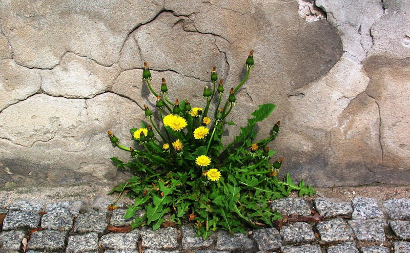 petaled, beauty in nature, wall, nature, flowers, cracked, rough, freshness, dandelions, backgrounds, flower, sidewalk, yellow, concrete, no people, green