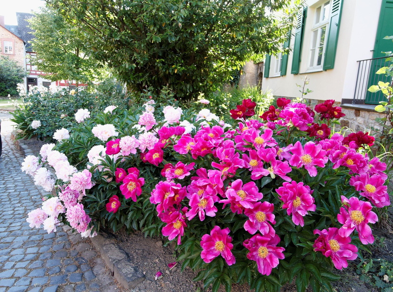 beauty In Nature, green Color, outdoors, flowers, flower Pot, peonies, growth, multi Colored, 2K, petal, day, architecture, leaf, sidewalk, red, pink