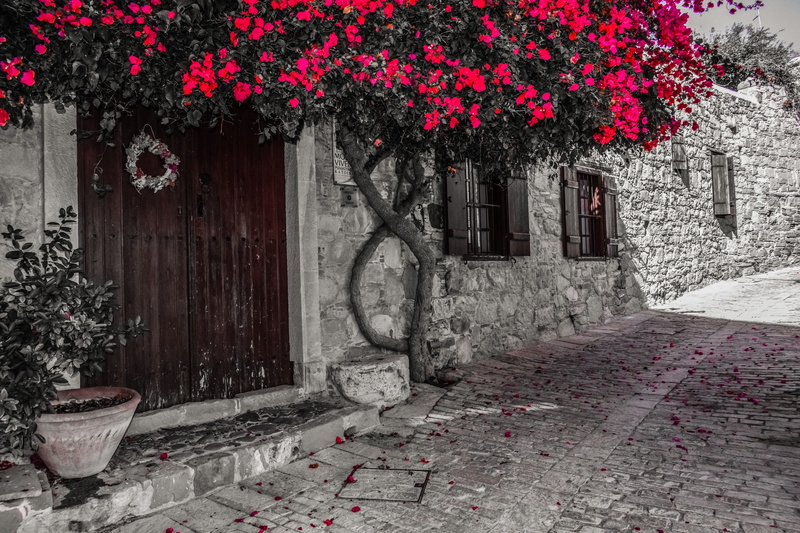 sidewalk, exterior, traditional, growth, wall - building feature, house, door, place, 5K, flowering plant, flower, outdoors, entrance, day, built structure
