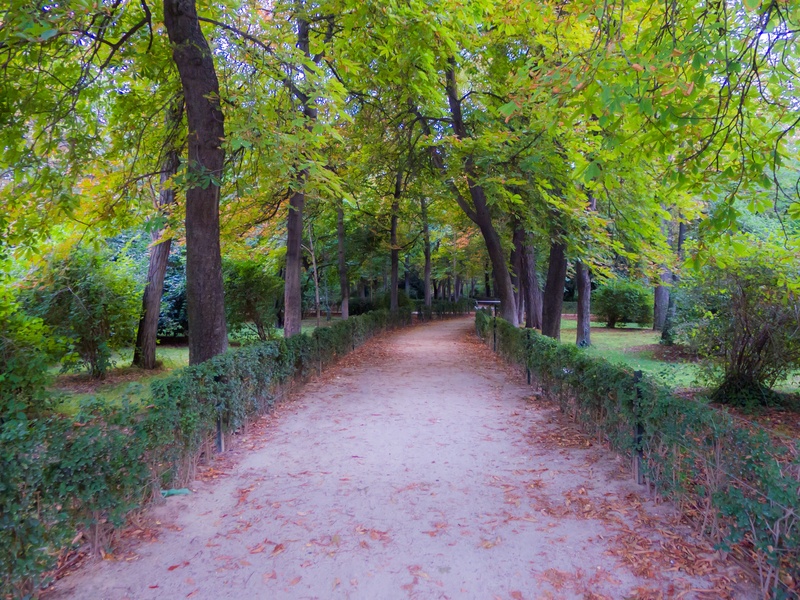 colorful, beauty in nature, nature, tree, flower, scenics - nature, no people, 2K, leaves, growth, forest, treelined, autumn, road, direction, land, tranquility