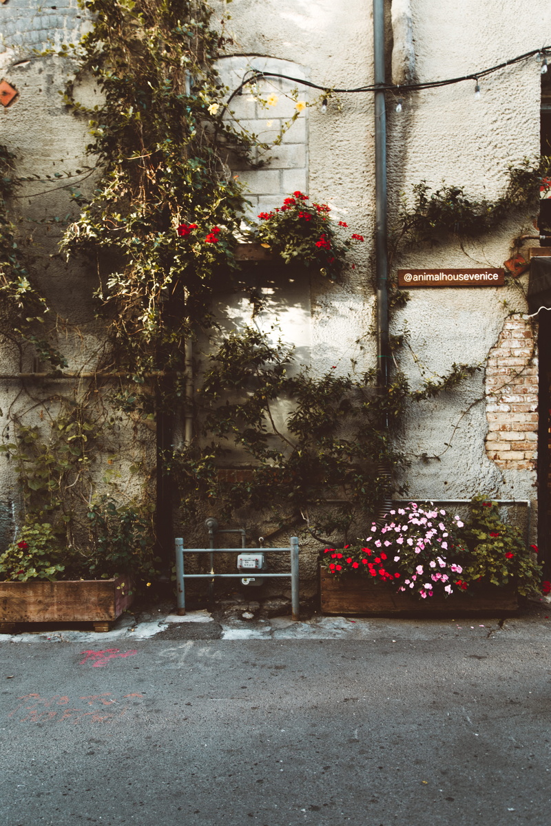 jar, blossom, red, outdoors, walkway, tree, los angeles, pavement, growth, decor, geranium, no people, building exterior, flowering plant, cobblestone