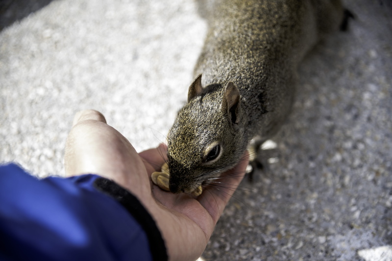 whisker, furry, united states, real people, personal perspective, one animal, care, pets, day, one person, bushy, human body part, animal wildlife, mammal