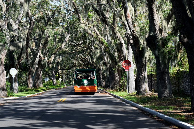 men, famous, day, the way forward, tourism, sunlight, magnolia ave, land, transportation, augustine, life oak tree, 5K, travel, america, usa, place, tree