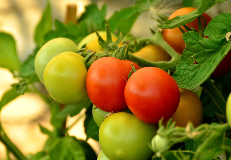 nachtschattengewächs, fruit, ripe, cultivation, green Color, food and drink, organic, vegetable Garden, farm, photography, growth, immature, leaf, plant