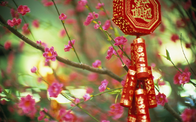 1080P, no People, tree, lantern, cultures, color Image, day, attribute, brown, chinese New Year, luck, selective focus, illuminated, flowering plant, close-up