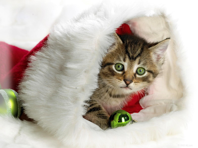 hat, new year, christmas, attribute, new, kitten, tabby, gray, year, 720P