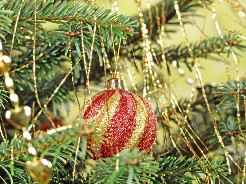 gold Colored, green Color, fir Tree, season, new year, year, coniferous tree, holiday, christmas Tree, decor, cultures, selective focus, christmas, branch