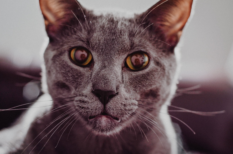kitten, feline, young Animal, focus on foreground, animal mouth, looking, shot, animal, pets, portrait, photography, animal body part, russian, cat, close-up