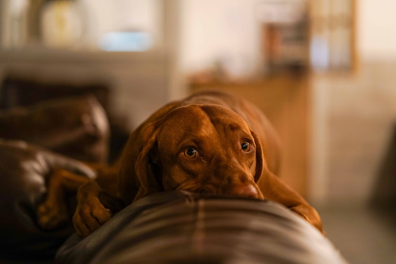 close-up, new york, mammal, brown, domestic room, animal eye, selective focus, domestic, portrait, 8K, animal, animal head, canine, relaxation, lazy, animal themes
