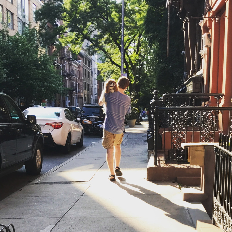 new york, sunlight, car, dog, summer, rear view, lifestyles, street, united states, outdoors, full length, plant, mode of transportation, casual clothing